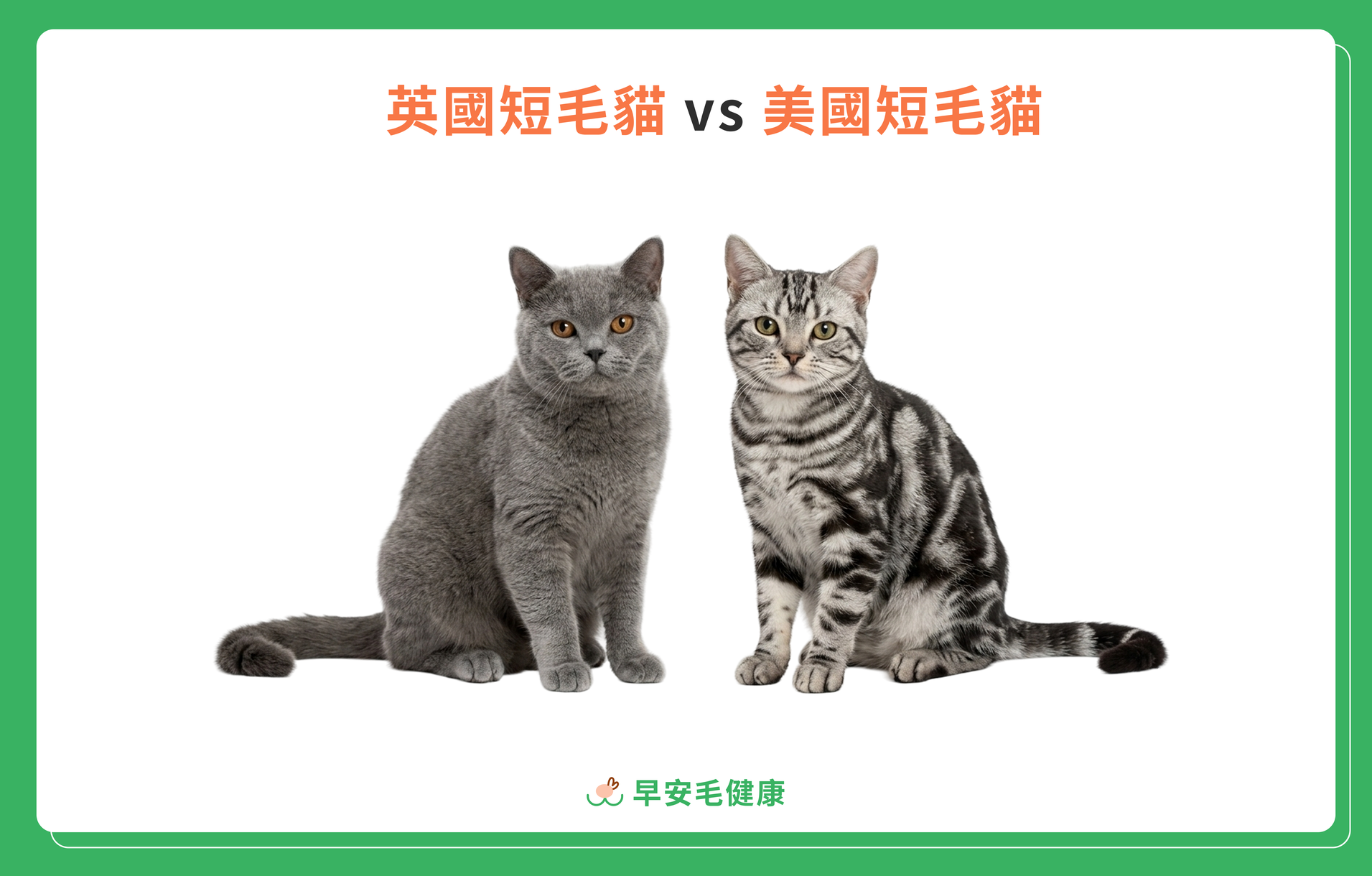 英短美短一張表看懂核心差異