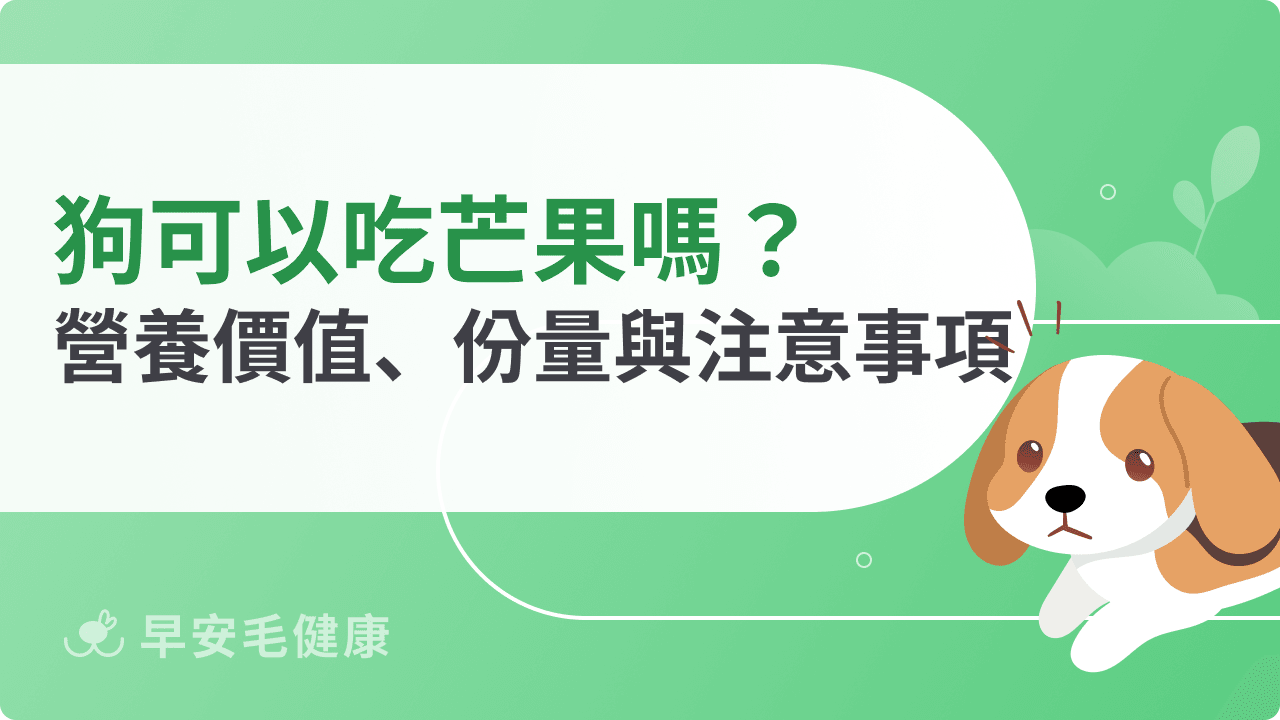 狗可以吃芒果嗎？營養好處、餵食禁忌與加工品安全一次看