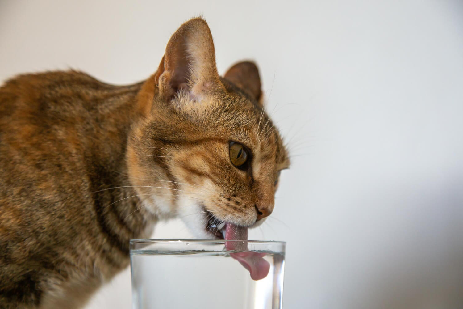15. cat-tongue-facts-2