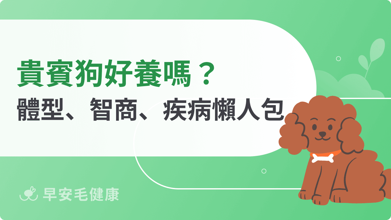 貴賓狗不掉毛?貴賓狗特徵、智商、日常照顧一次看