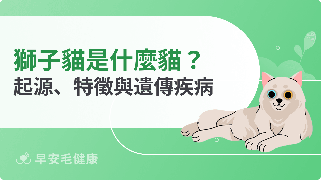 獅子貓是什麼貓?起源、特徵、價格與飼養重點全解析