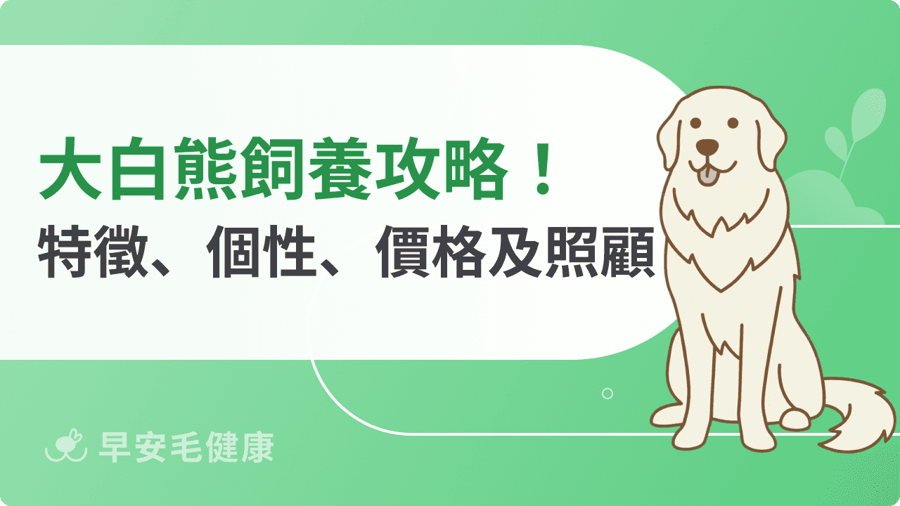 大白熊飼養攻略!外型特徵、個性、價格以及台灣照顧方式一次看