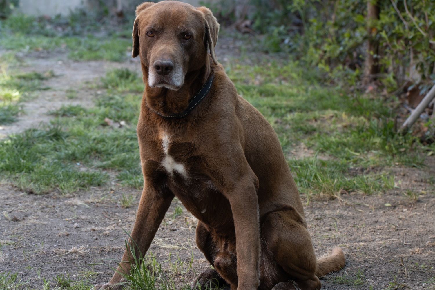 66.great-dane-guide-4