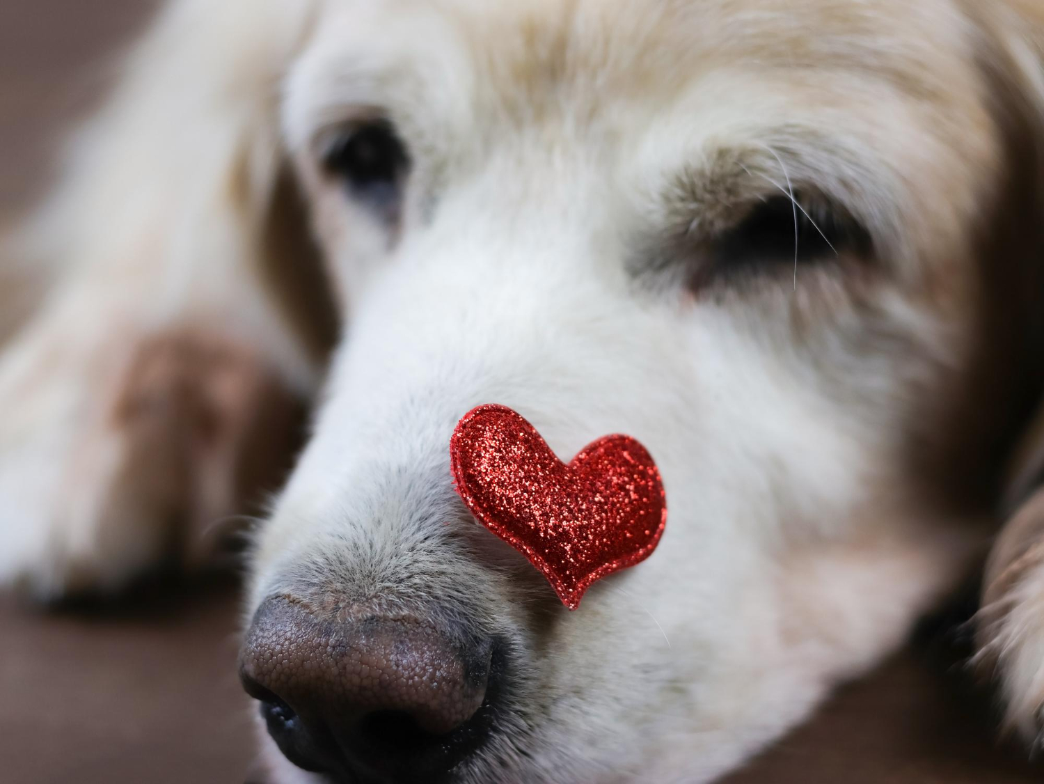 1.dog-heart-disease-guide-2