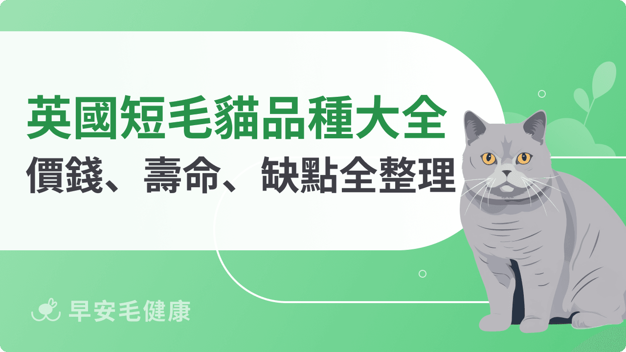 英國短毛貓好養嗎？英短、美短差在哪？價格、照護重點解析