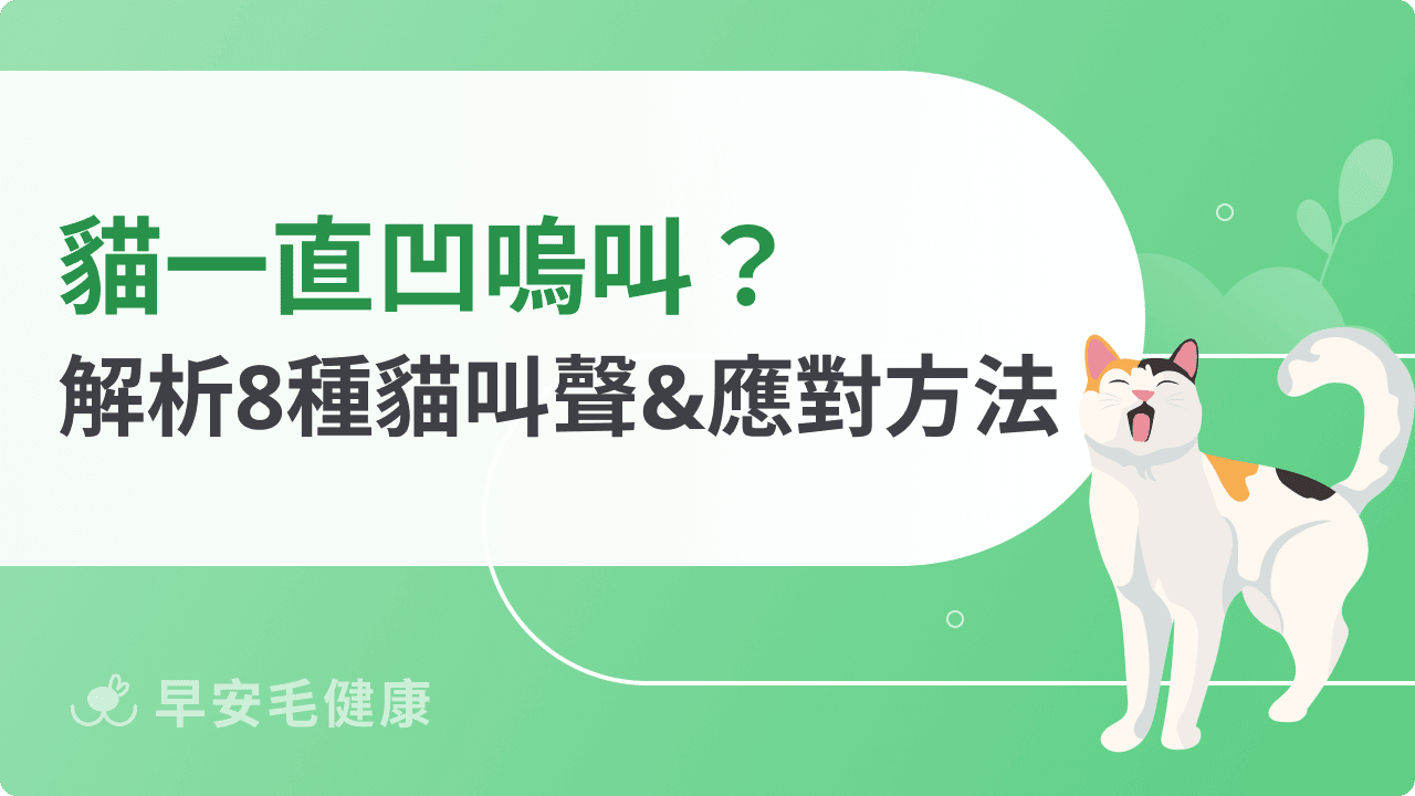 貓一直凹嗚叫原因?貓凹嗚叫聲 8 類型解析,解決貓叫困擾