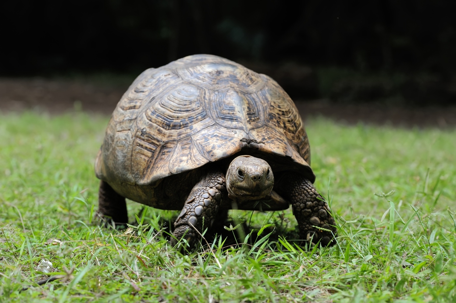 80. african-spurred-tortoise-guide-1