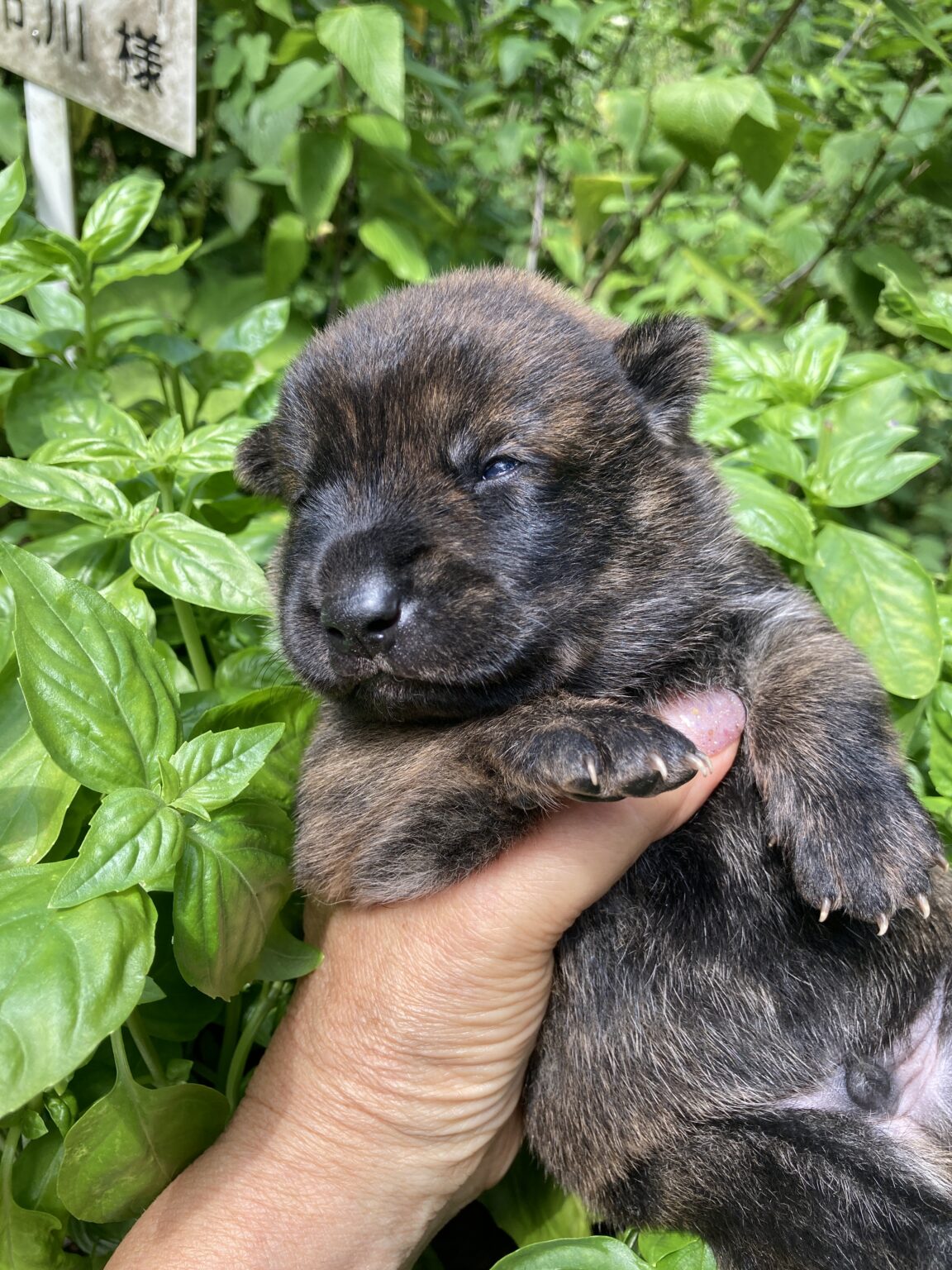 手托著深色虎斑幼犬背景是綠色植物