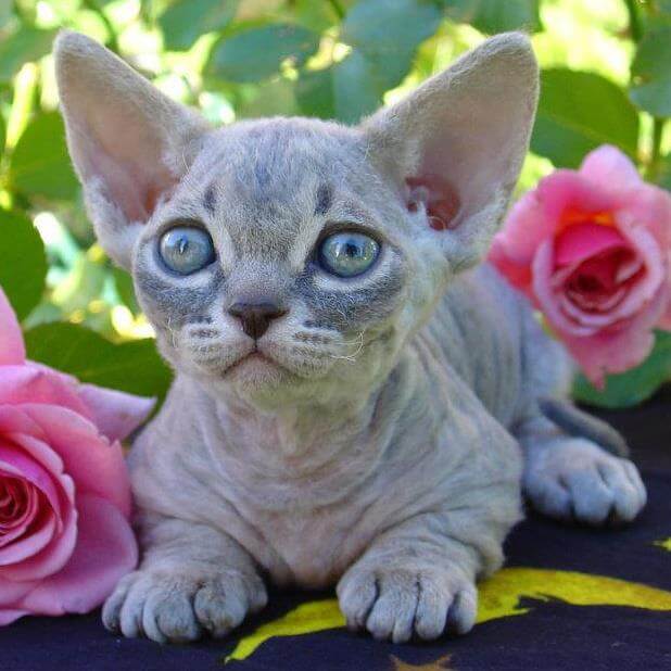 37.hairless-cat-guide-9