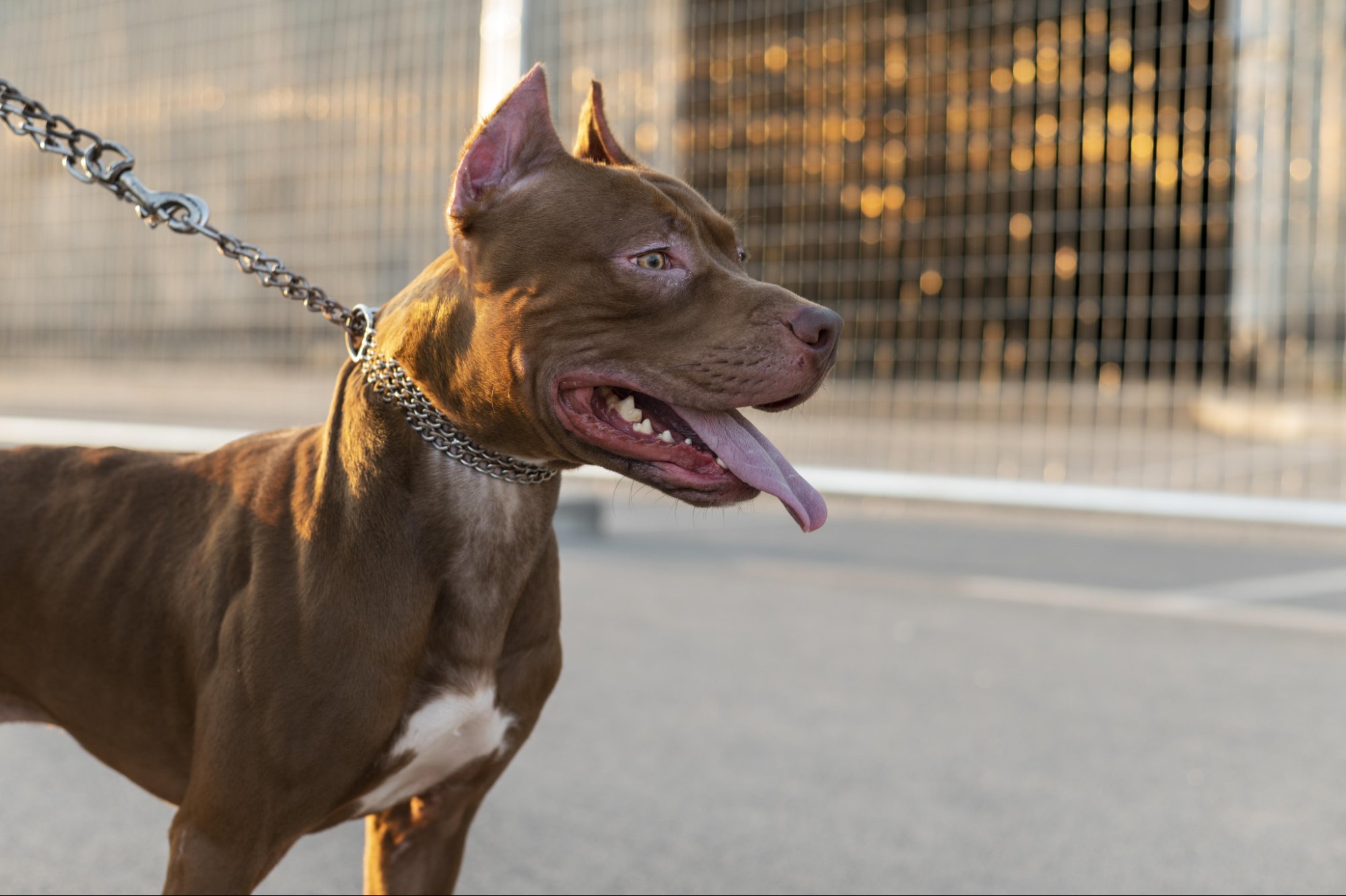 比特犬被主人牽著散步