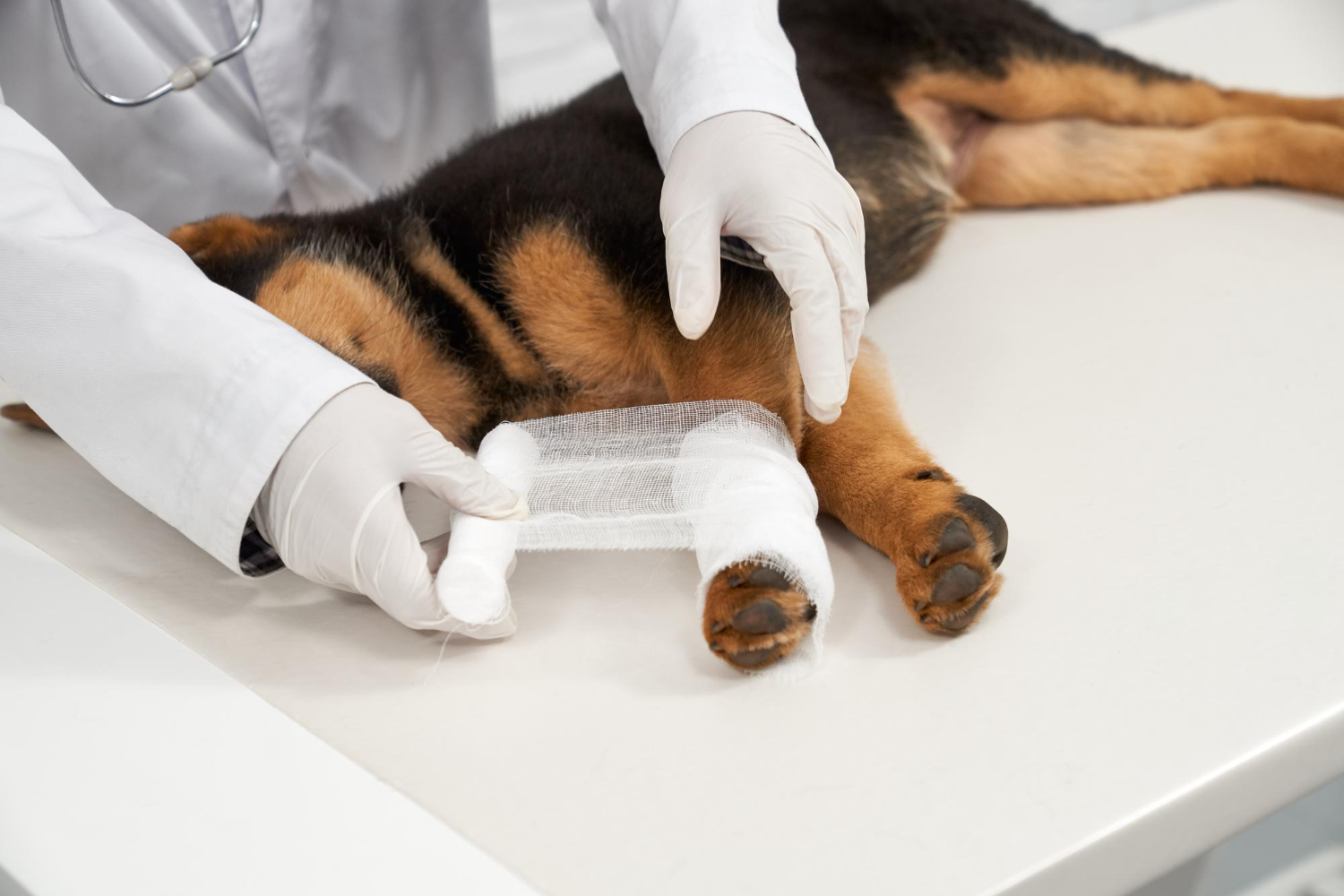 狗狗前腳掌正在被包紮