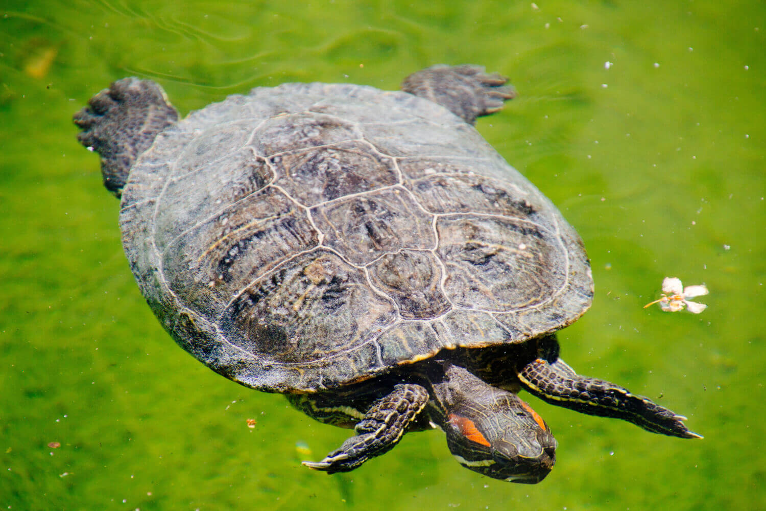 55. red-eared-slider-turtle-guide-2