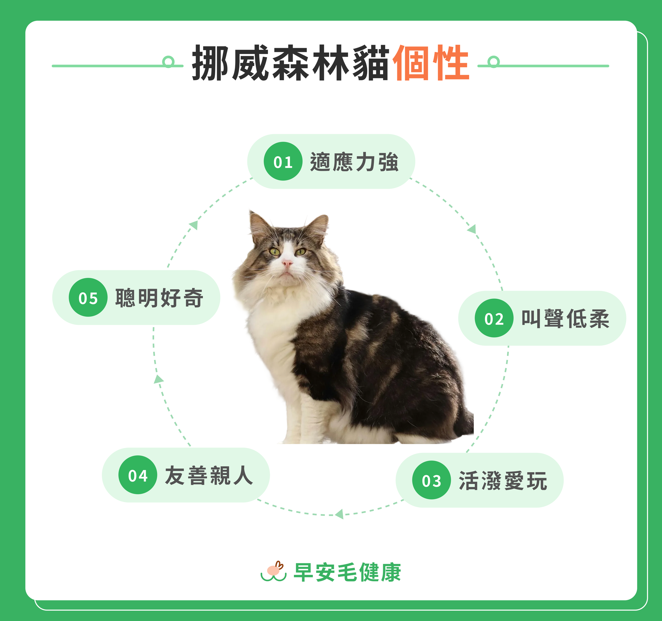 挪威森林貓的五大個性：觀察力強、叫聲低柔、活潑愛玩、友善親人、聰明好奇
