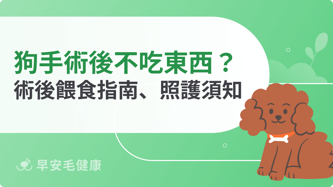 狗狗手術後不吃東西怎麼辦？狗狗術後餵食指南、照護須知一次看