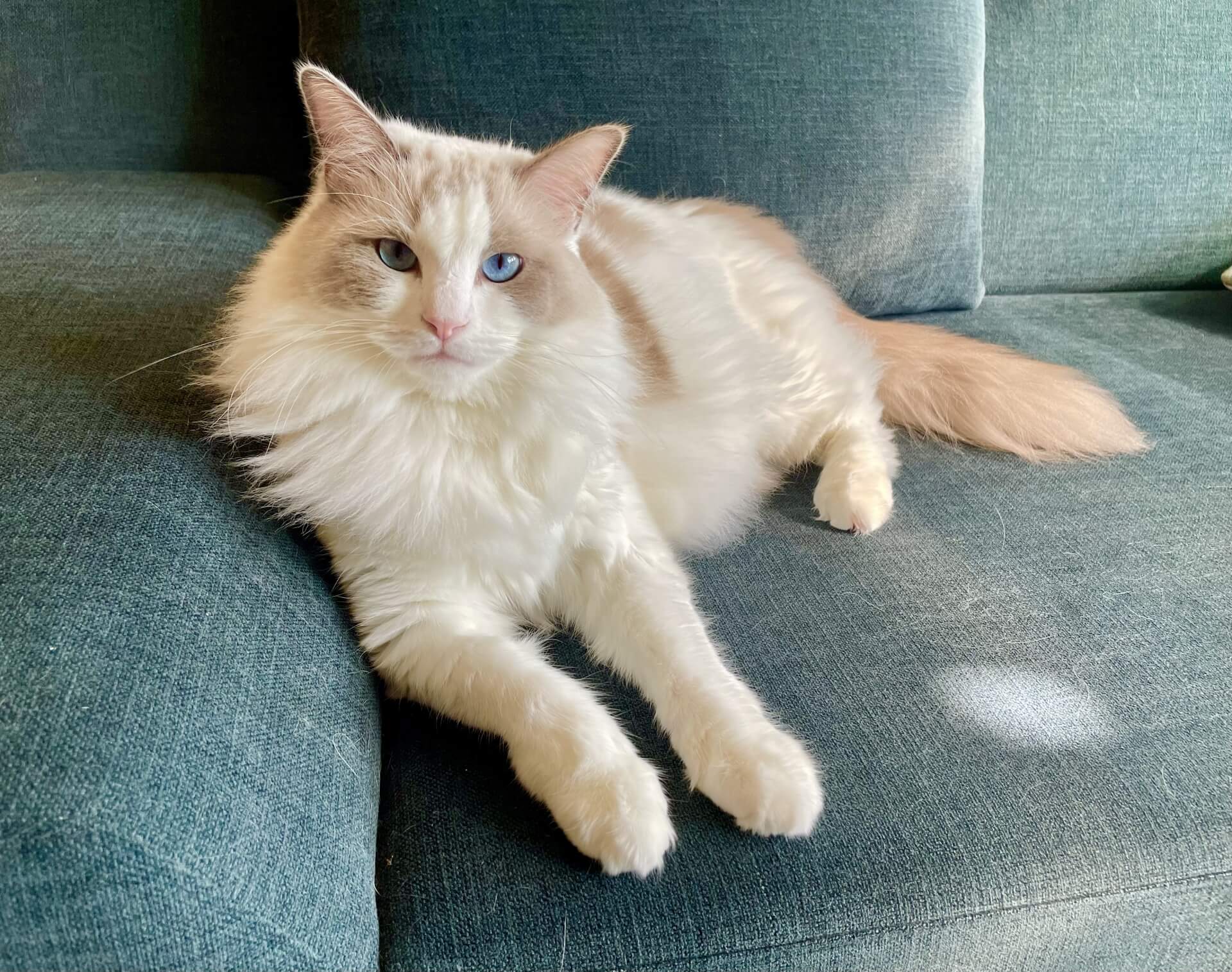 202. AI - ragdoll-cat-flower-color-2