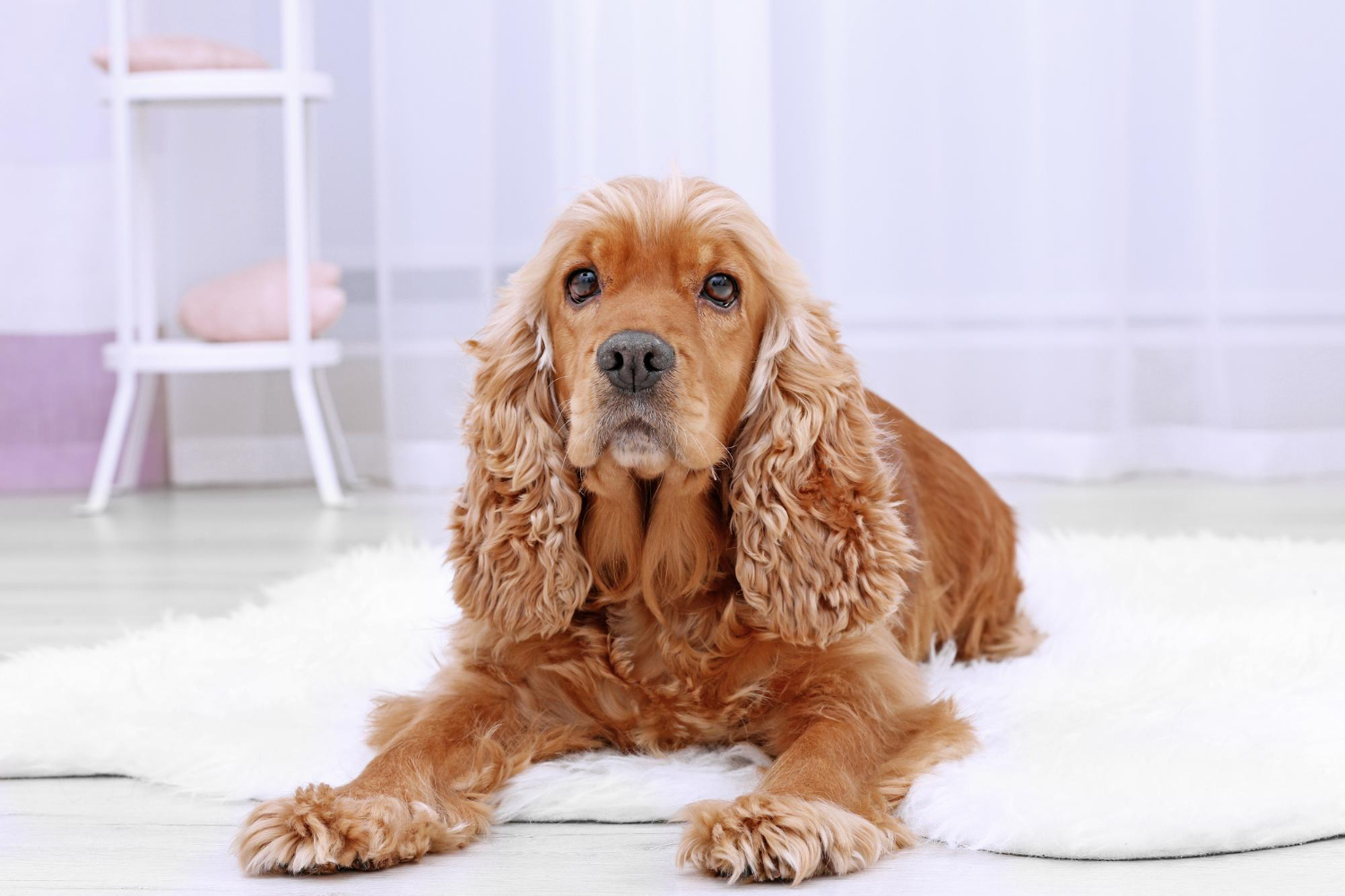 60.cocker-spaniel-guide-3