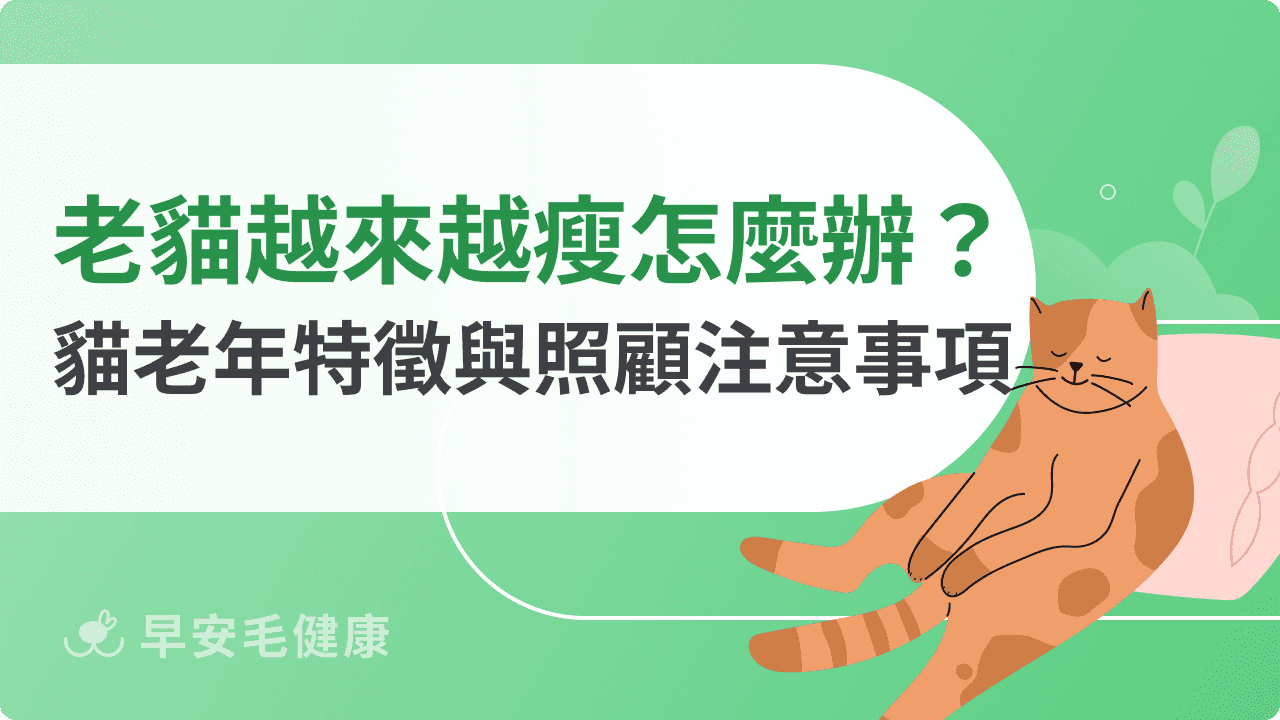 老貓越來越瘦怎麼辦？貓咪老年常見特徵、照顧注意事項統整