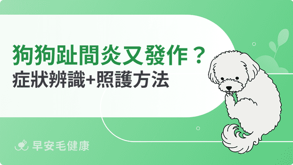 狗狗趾間炎怎麼辦？腳掌紅腫、5 大原因與藥膏優碘照護全指南