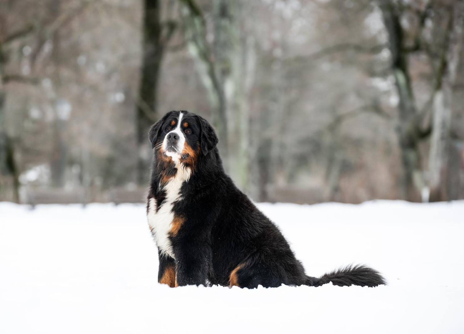 伯恩山犬雪地中端坐
