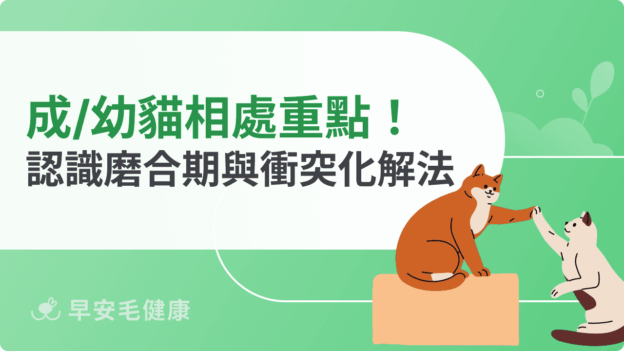 成貓幼貓相處觀察重點!認識磨合期與常見衝突化解法