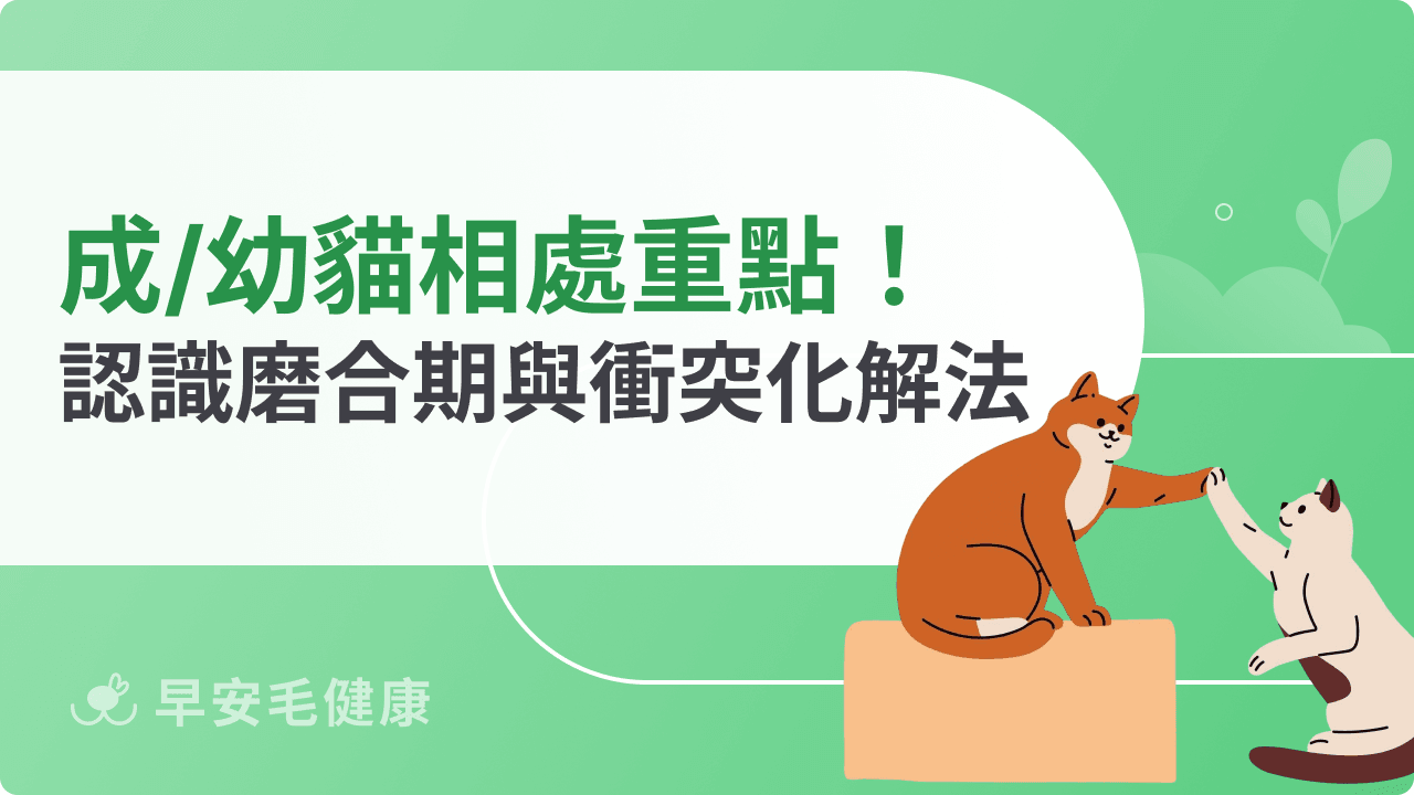 成貓幼貓相處觀察重點!認識磨合期與常見衝突化解法