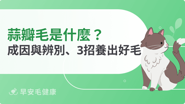 蒜瓣毛是什麼?貓咪蒜瓣毛成因、真偽辨別與3招養貓毛方法