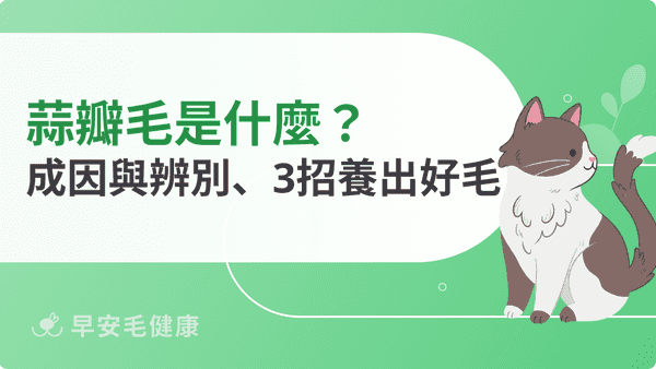 蒜瓣毛是什麼？貓咪蒜瓣毛成因、真偽辨別與3招養貓毛方法