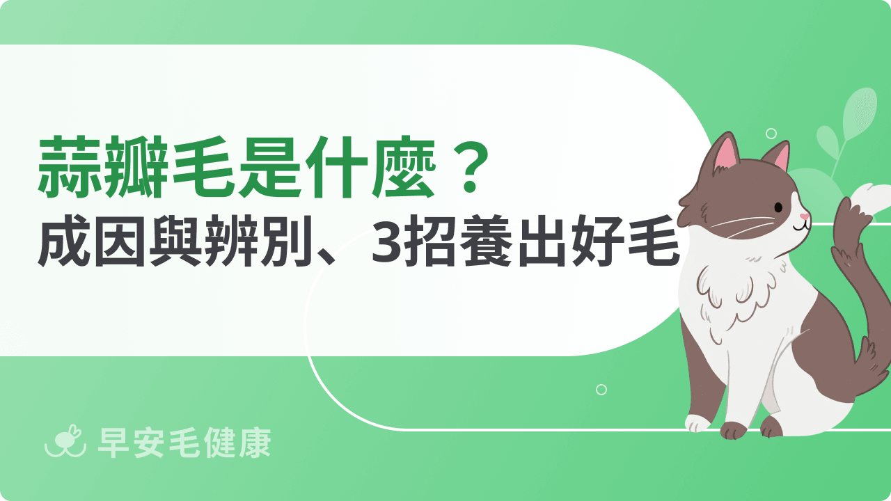 蒜瓣毛是什麼？貓咪蒜瓣毛成因、真偽辨別與3招養貓毛方法
