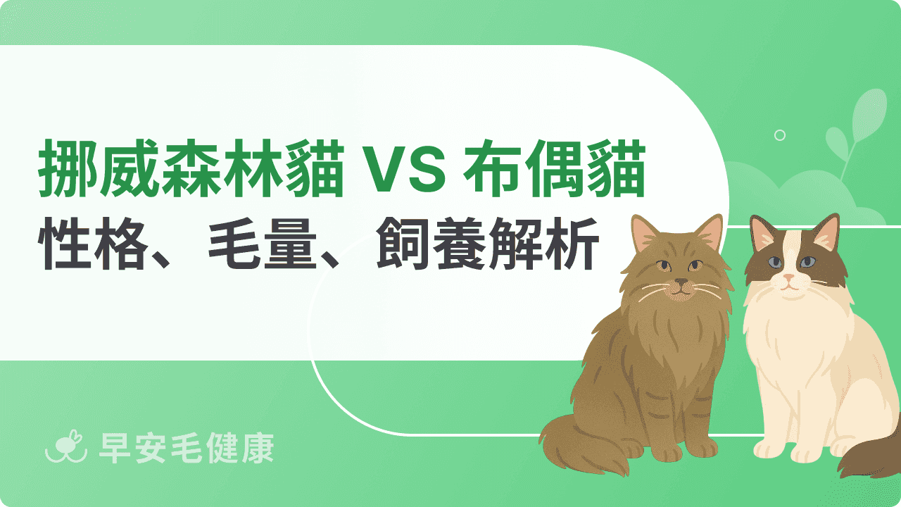 挪威森林貓＆布偶貓差在哪？從性格、毛量到飼養難度全解析