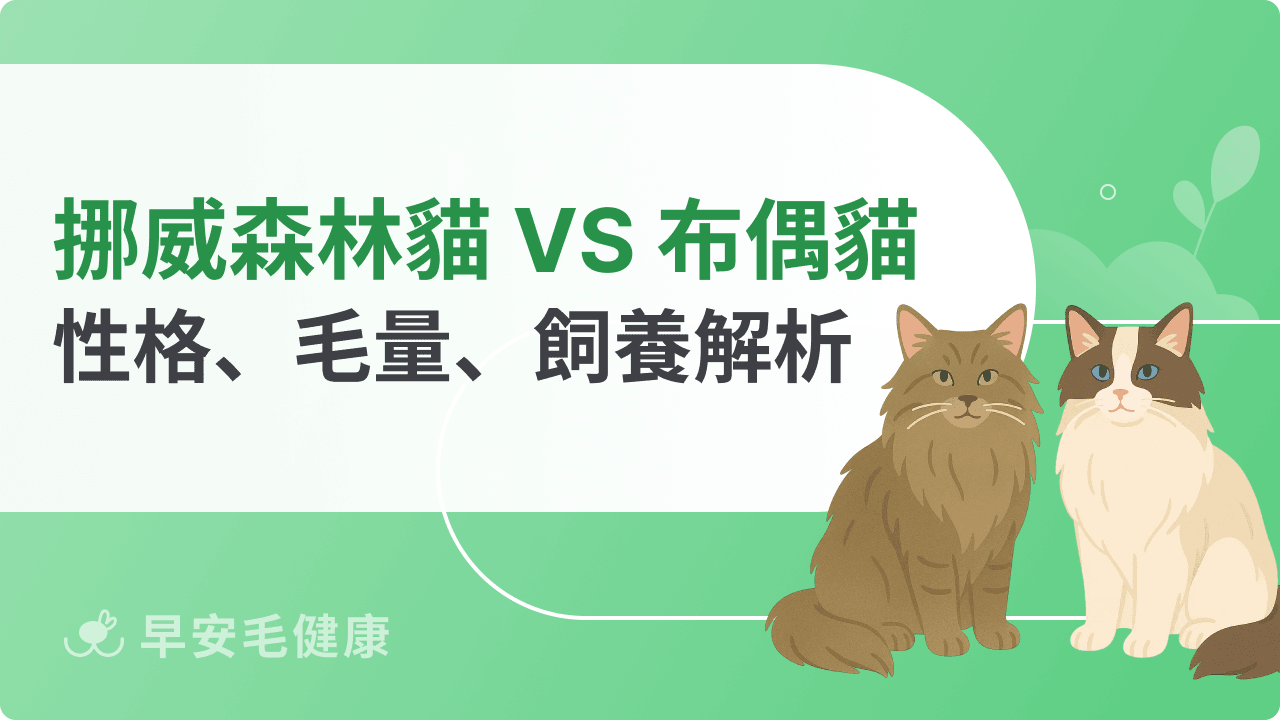 挪威森林貓＆布偶貓差在哪？從性格、毛量到飼養難度全解析