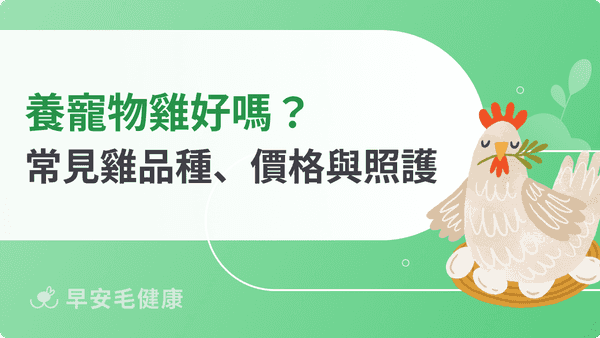 養寵物雞好嗎？蘆丁雞、日本矮雞品種比較、價格與照護指南