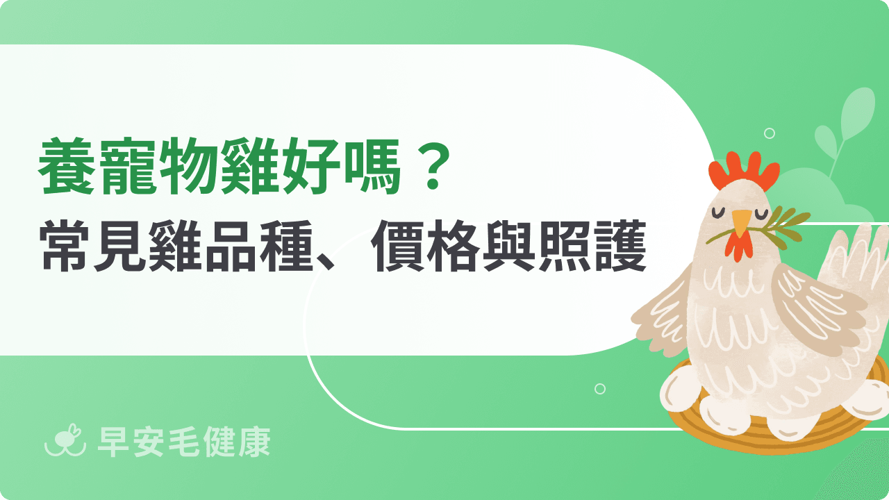 養寵物雞好嗎？蘆丁雞、日本矮雞品種比較、價格與照護指南