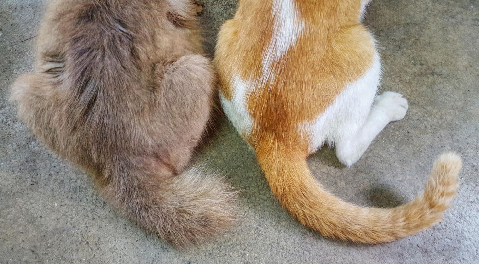 6.kinky-tail-cat-1