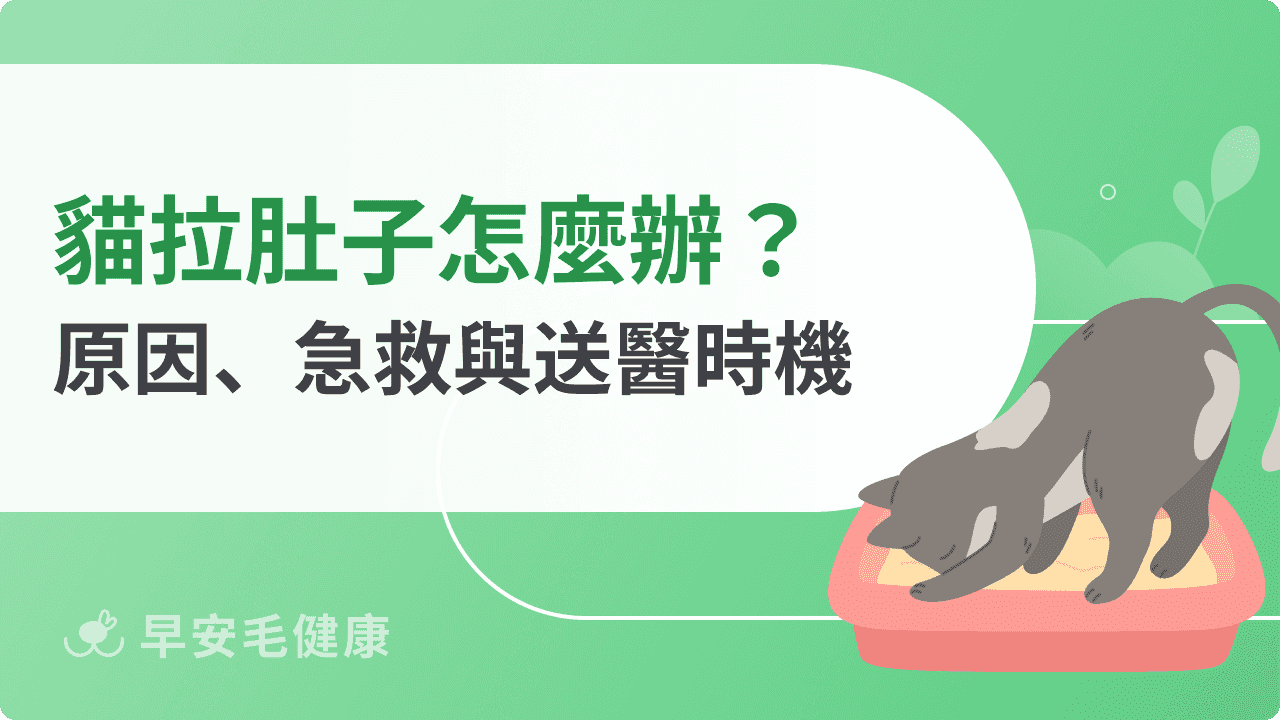 貓拉肚子要送醫嗎？拉肚子9大原因、急救SOP、照顧3原則