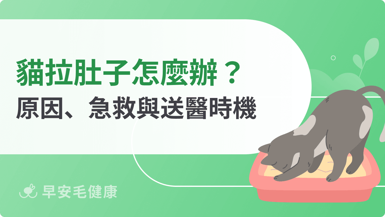 貓拉肚子要送醫嗎？拉肚子9大原因、急救SOP、照顧3原則
