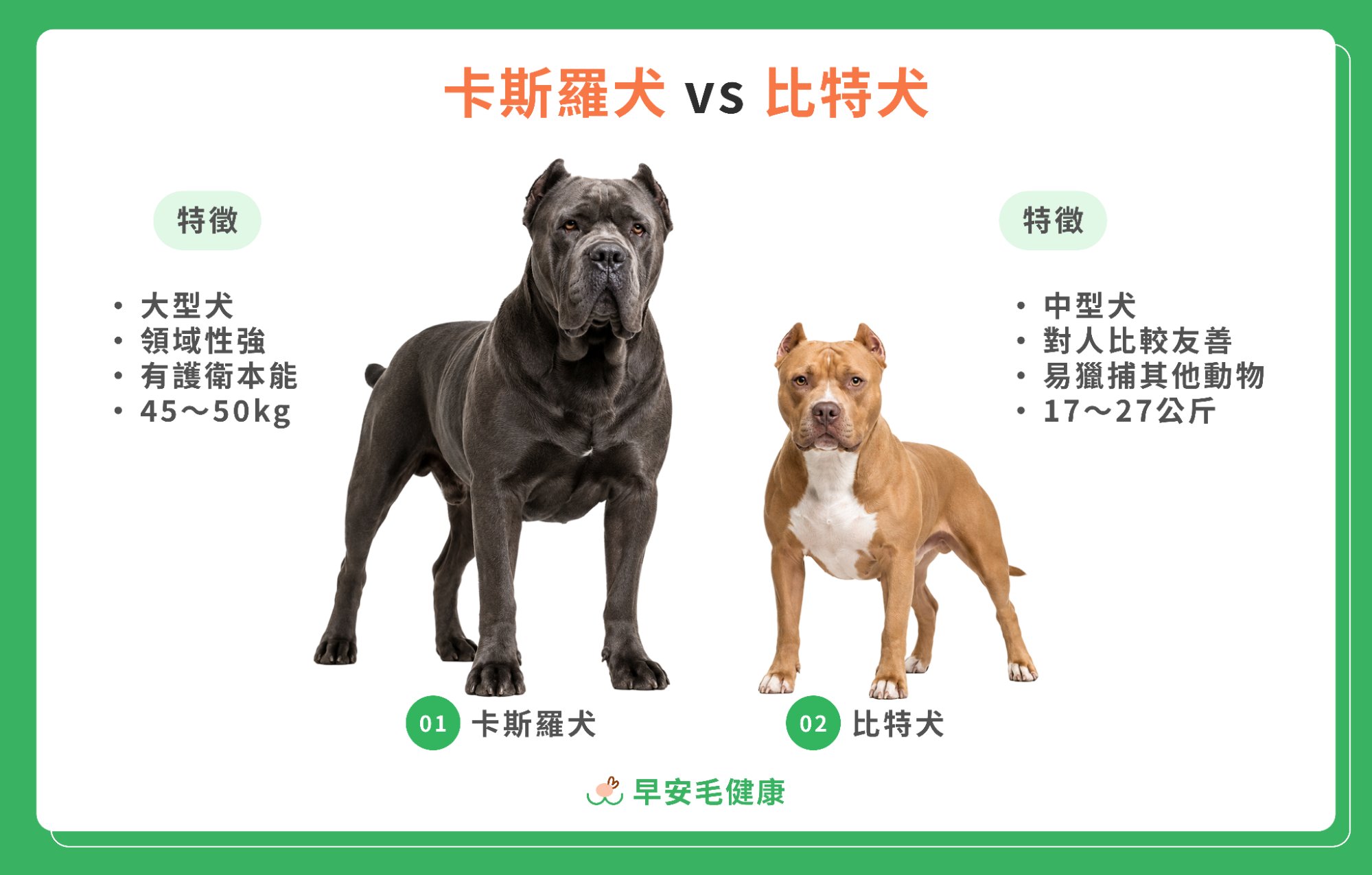 早安毛健康資訊圖表，比較卡斯羅犬與比特犬的體型、個性與體重等特徵差異