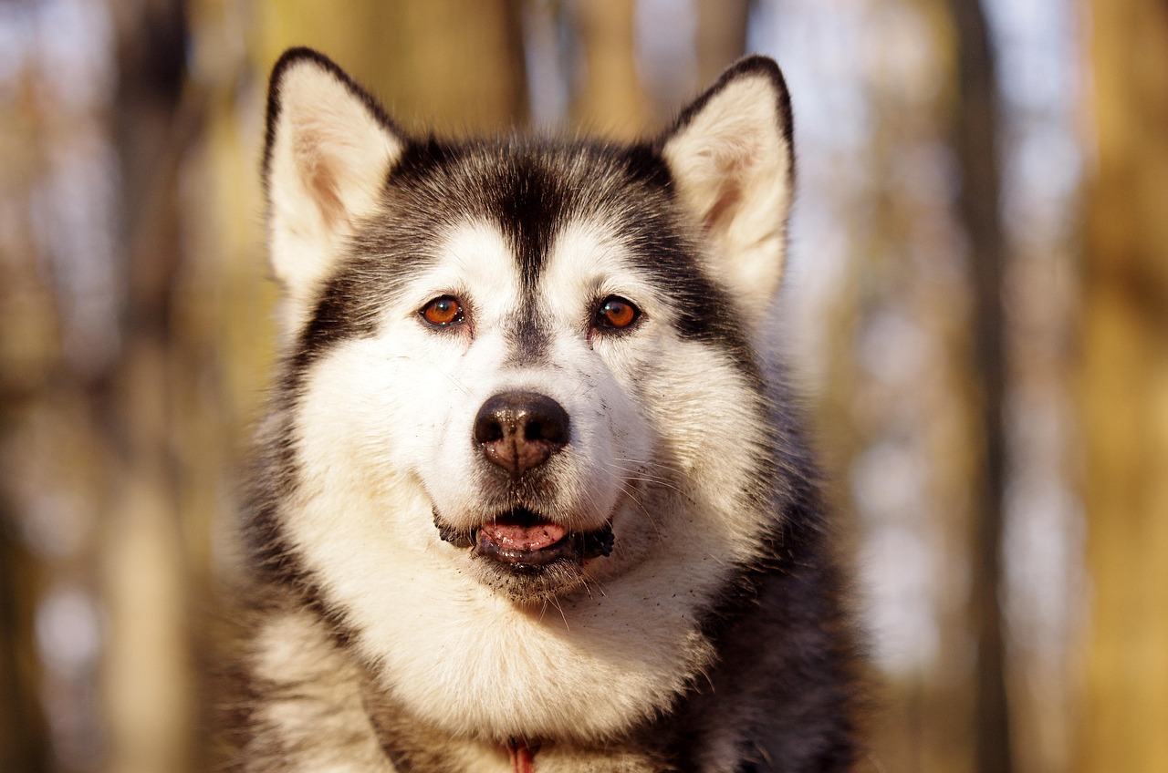 40.alaskan-malamute-guide-1