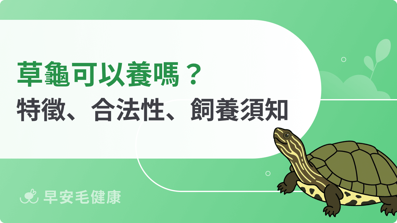 草龜飼養指南：外形特徵、飼養環境與台灣合法飼養須知