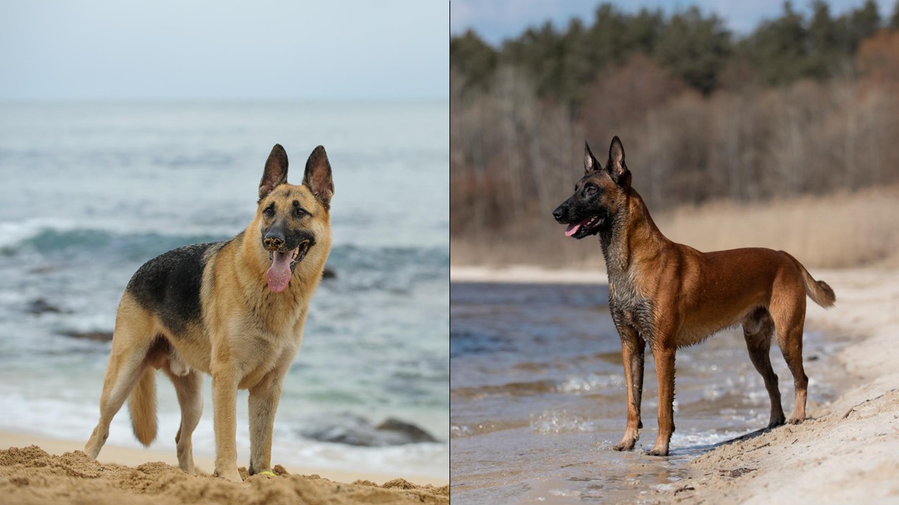 30.german-shepherd-guide-4