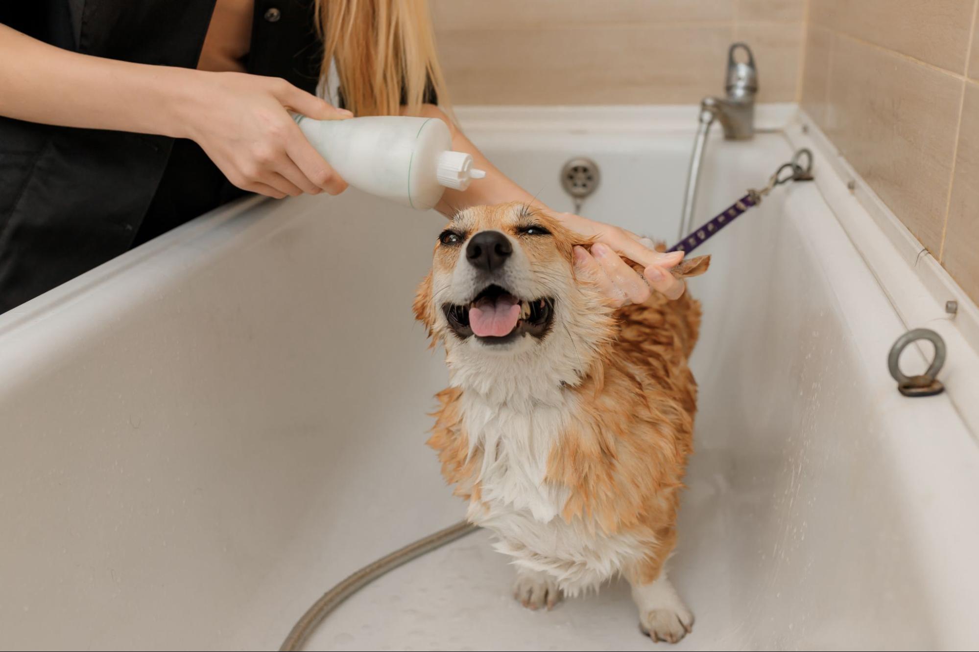104. AI - how-often-should-puppies-be-bathed-cover