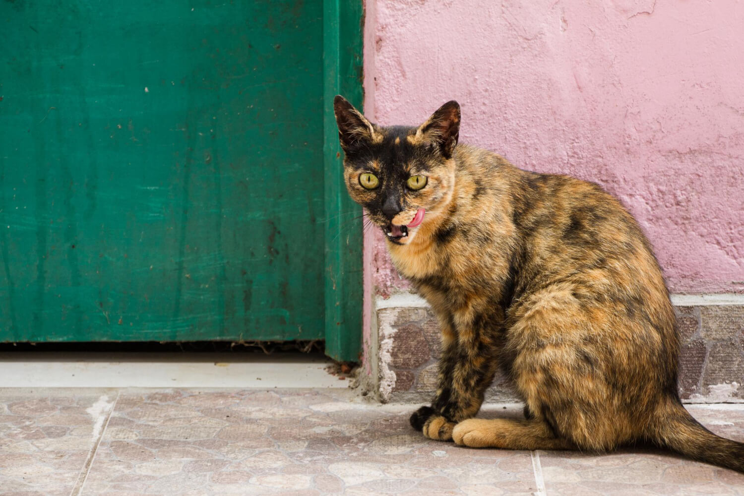 41.tortoiseshell-cat-guide-3