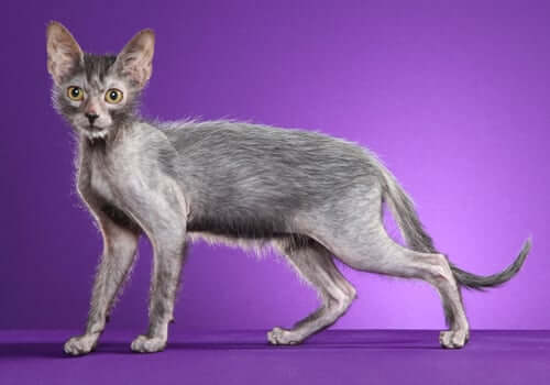 37.hairless-cat-guide-8