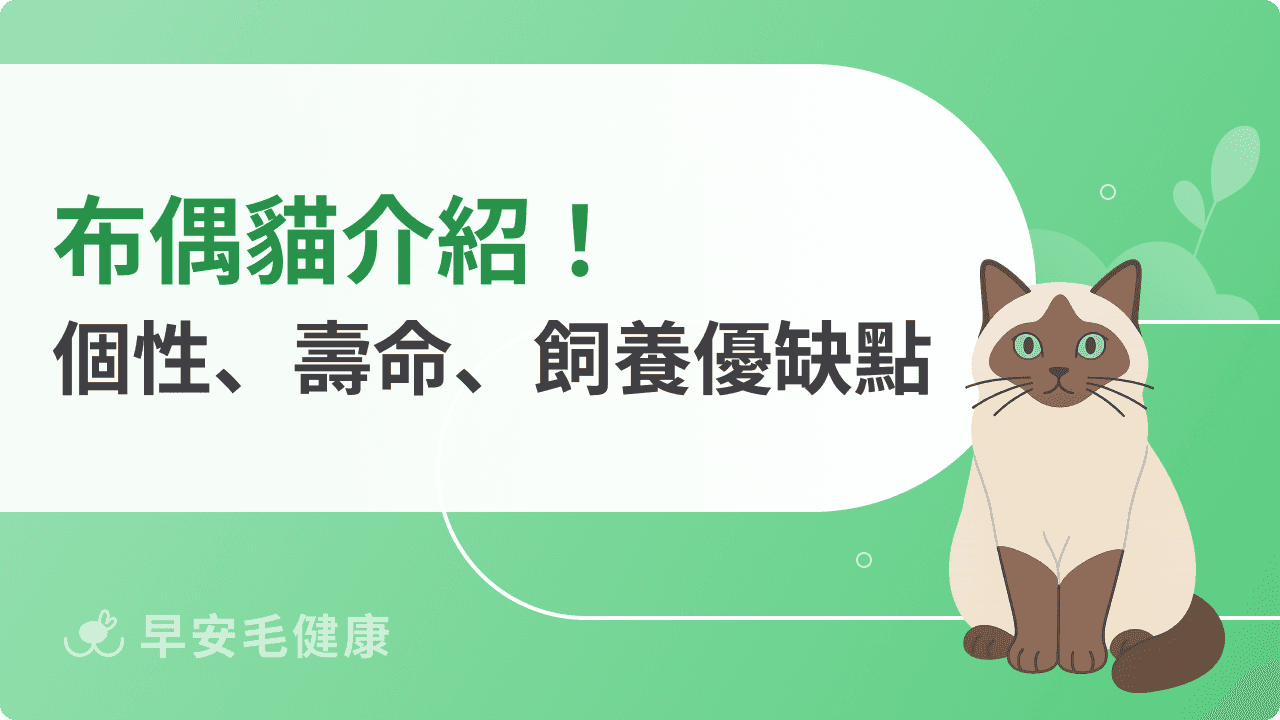 布偶貓好養嗎？外觀、價格、平均壽命、照護要點全解析！