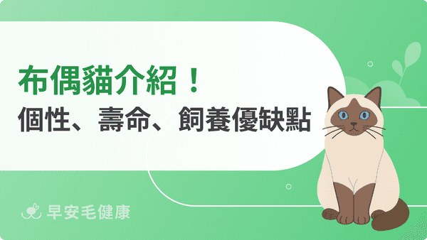 布偶貓個性真的很好嗎?價格、壽命與新手照護重點
