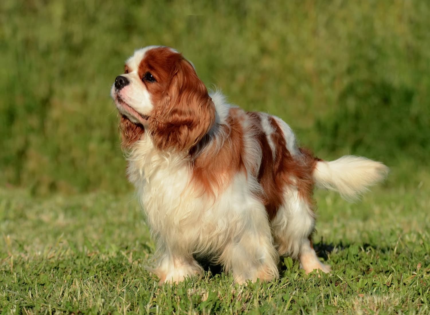 60.cocker-spaniel-guide-3