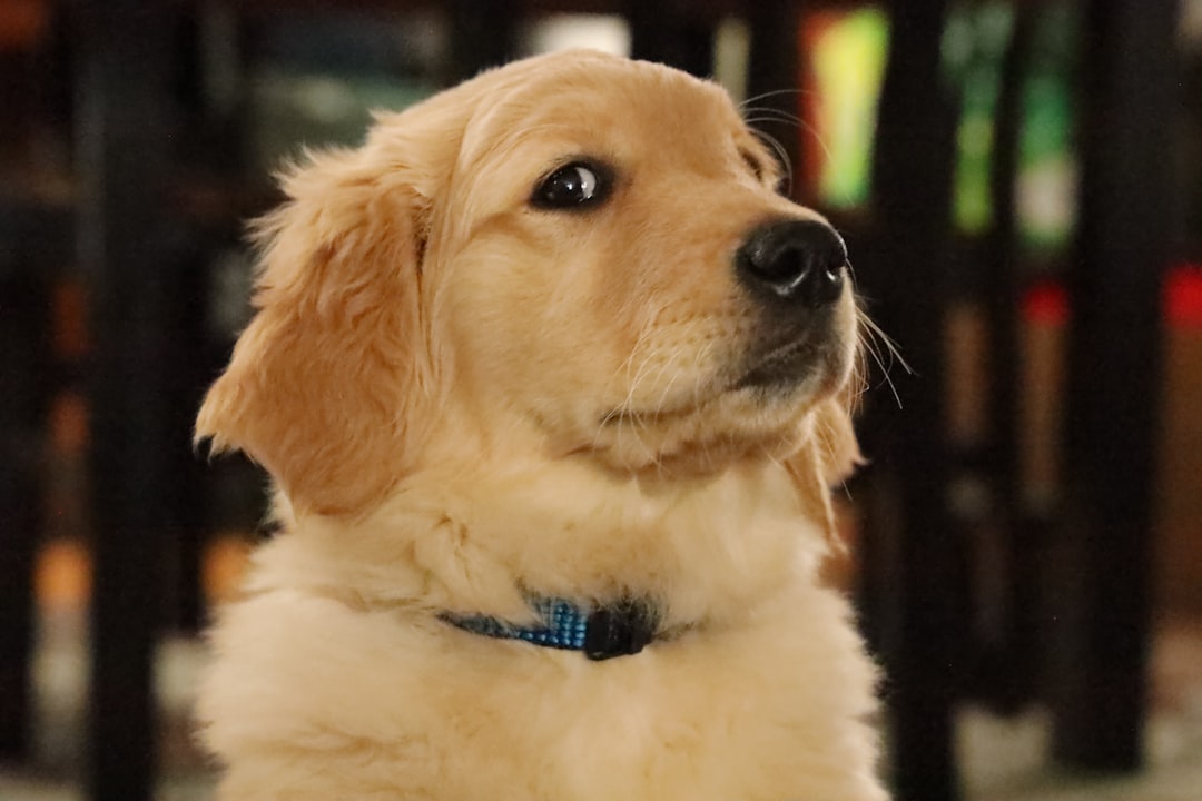黃金獵犬斜眼看著鏡頭搞笑的模樣