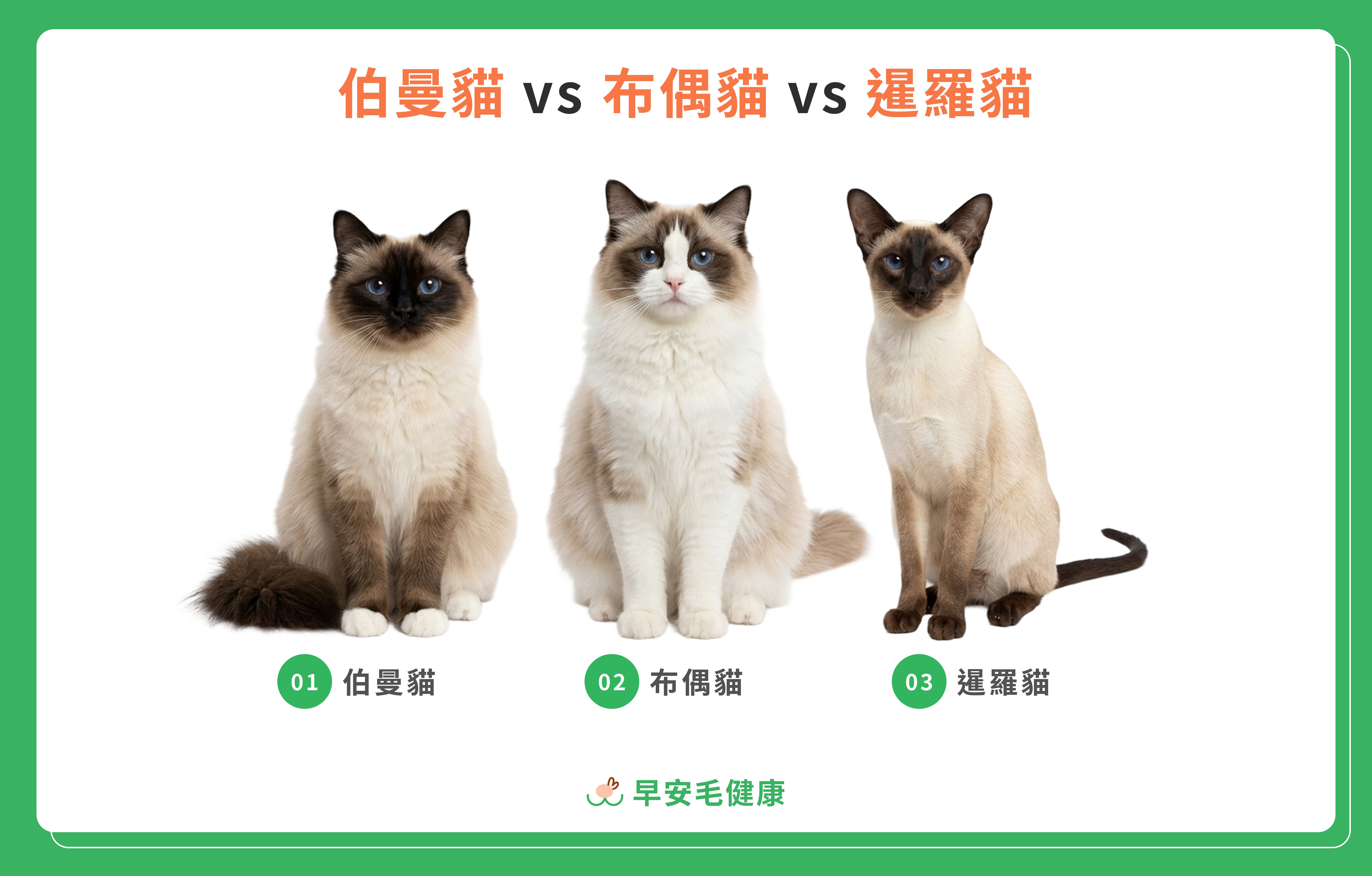 伯曼貓、布偶貓、暹羅貓比較圖
