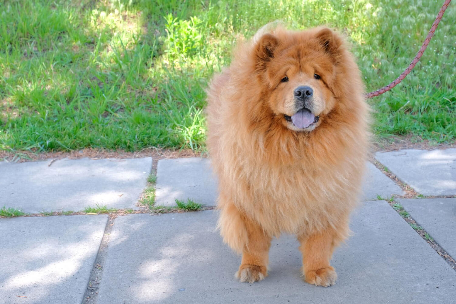 42.chow-chow-guide-1