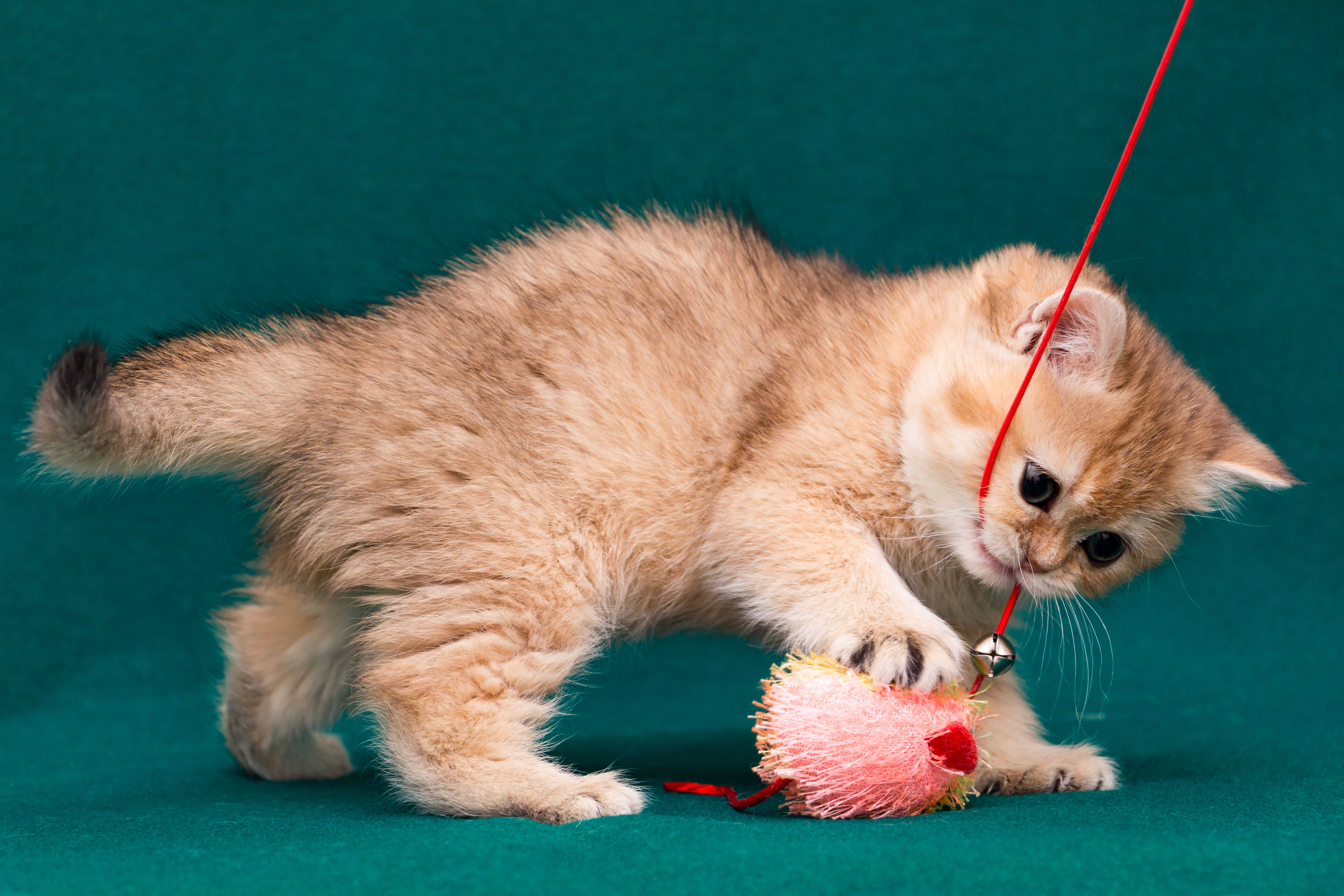 4.overview-of-cat-grass-3