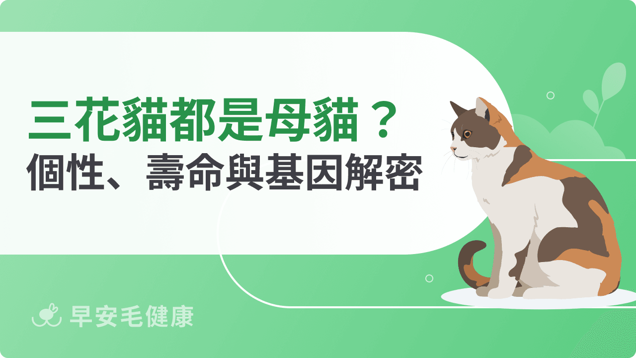 三花貓為何都是母貓？三花貓個性、基因解密、壽命與領養指南